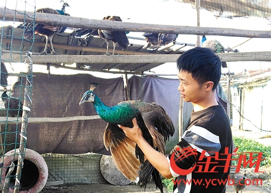 东莞一小伙公开售卖肉食孔雀 市民质疑其行为是(图1) 东莞一小伙公开售卖肉食孔雀 市民质疑其行为是(图1)